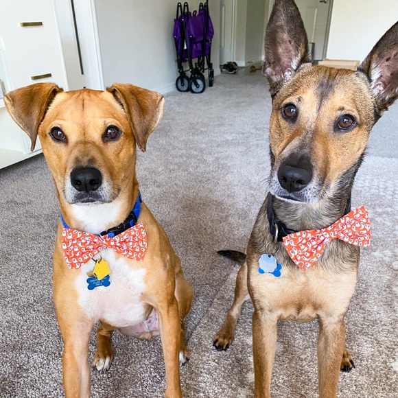 Hello, my name is Alyssa! - Picture 4 of 4